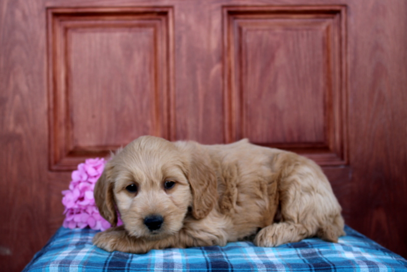 puppy, for, sale, Mini  Goldendoodle, Matthew B. Stoltzfus, dog, breeder, Gap, PA, dog-breeder, puppy-for-sale, forsale, nearby, find, puppyfind, locator, puppylocator, aca